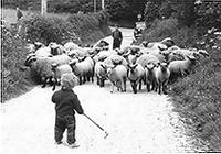 gathering the sheep