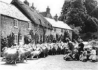 sheep in Winkle Street