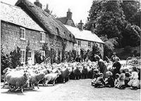 sheep in Winkle Street