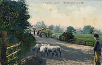 Sheep at Blackwater