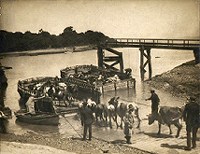 Loading cattle at Fishbourne 