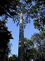 Tree phone mast 
